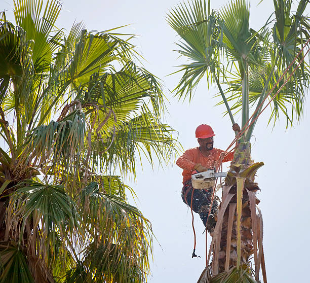 Tree Branch Trimming in San Tan Valley, AZ